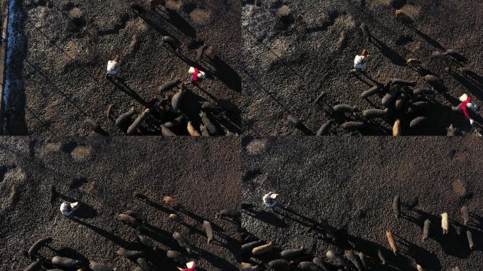 无人机视角：一位资深农民将食物倒在湿地上，这样曼加里卡猪就可以吃草了