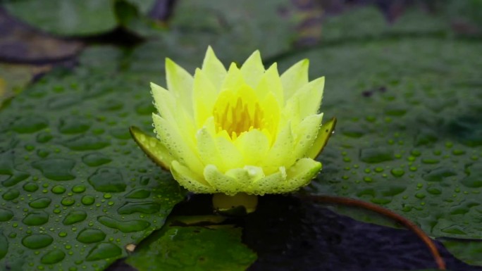 睡莲莲花雨中睡莲绽放的花朵夏季