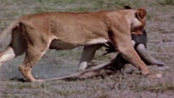 80年代狮子捕猎