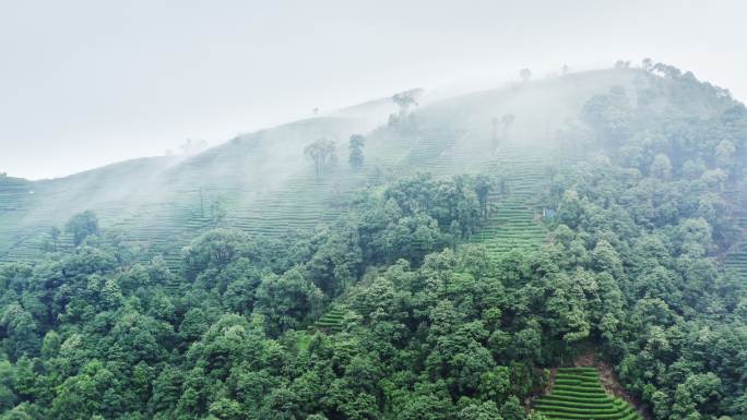 雾茶山雾茶山