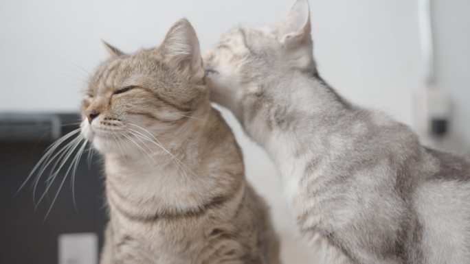 可爱的短毛小猫正在舔另一只小猫的皮毛。