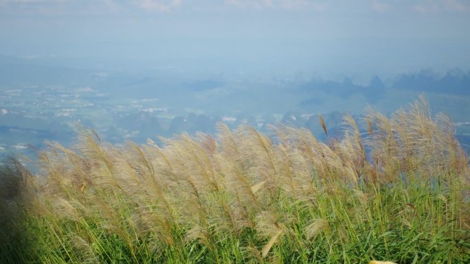 风吹芦苇