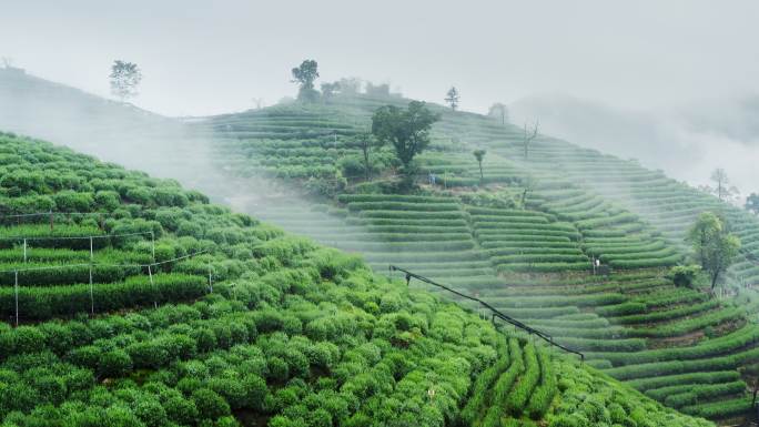 雾茶山雾茶山雾茶山