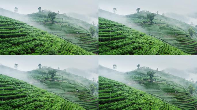 雾茶山雾茶山雾茶山