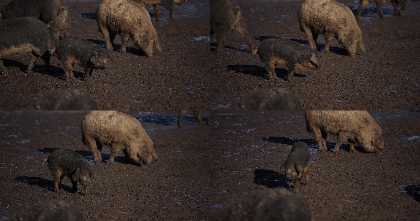 在湿地农场，一群曼加拉猪和小猪在吃草