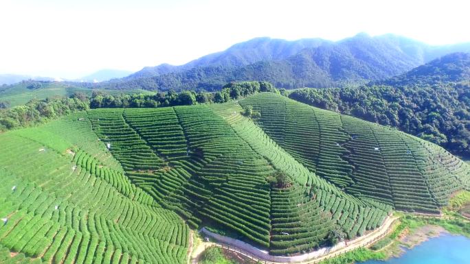 杭州龙井山茶园鸟瞰图。