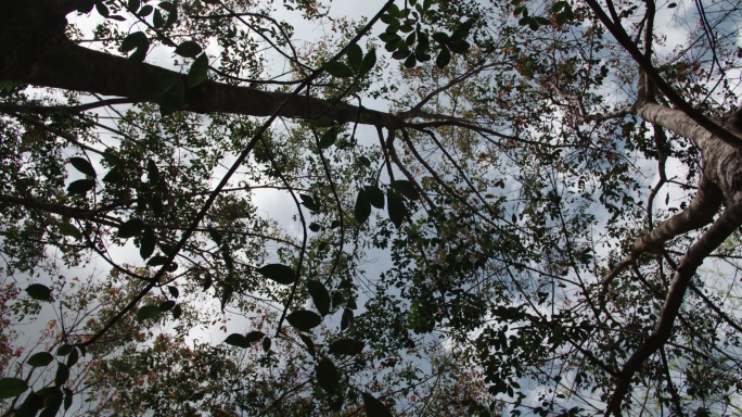 橡胶种植林地天旋地转树叶子