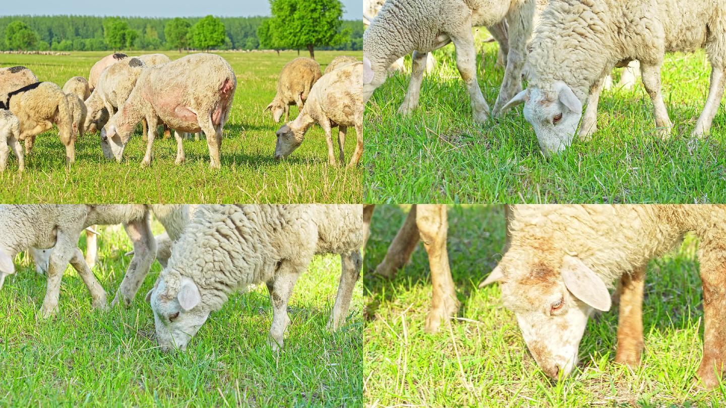 草原上羊群吃草 【4K慢动作】