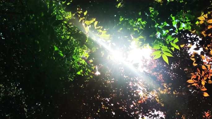 仰望仰视丛林树荫斑驳阳光光线照射