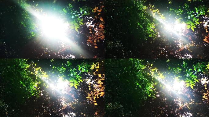 仰望仰视丛林树荫斑驳阳光光线照射