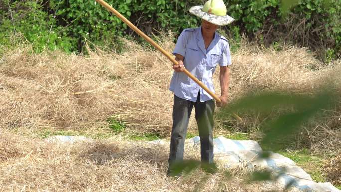 4k实拍农村打油菜籽视频素材