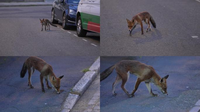 红狐狸动物觅食