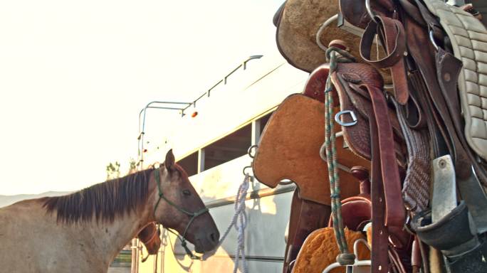 马术装备和马鞍的实时视频，背景为马