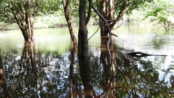 亚马逊湿地追踪拍摄（伊加拉普和伊加波）