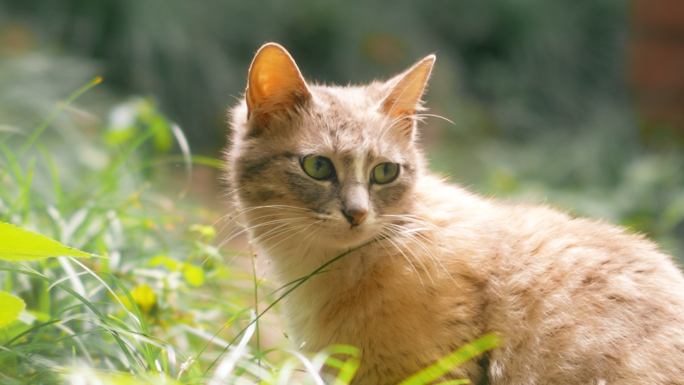 4k小区里的流浪猫