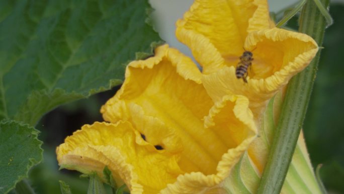 南瓜花蜜蜂采蜜