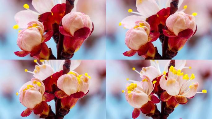 在一部延时电影中，杏花在蓝色背景下绽放。随着时间推移，杏树在移动中生长。