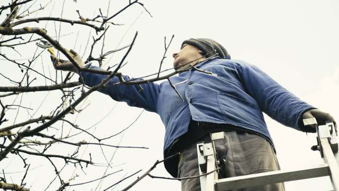园丁在春天用剪刀修剪苹果树枝