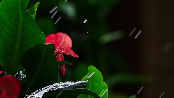 雨中花朵升格