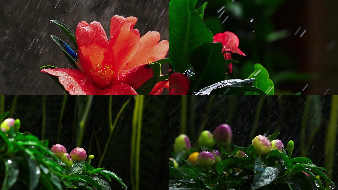 雨中花朵升格