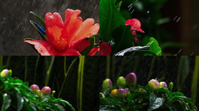 雨中花朵升格