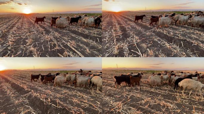 一群羊夕阳下的羊群农场农田羊群