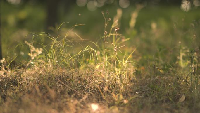 阳光下的小草