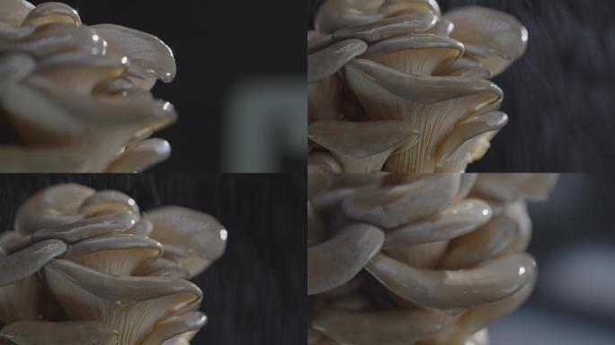 【4K原创】蘑菇食材菌类3