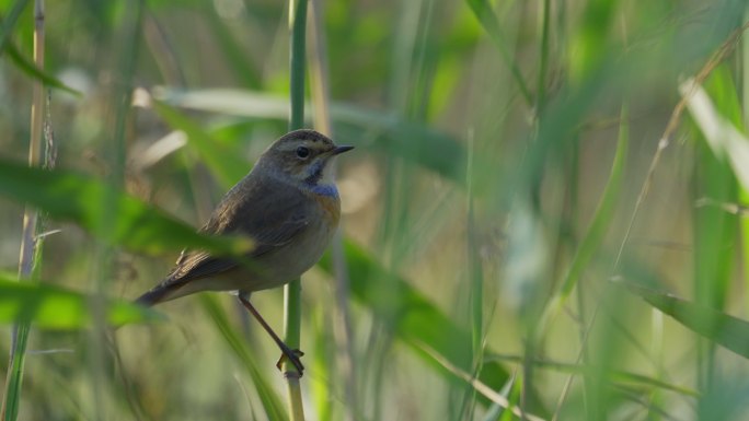 蓝喉鸟（cyaneculasvecica）栖息在芦苇丛中。