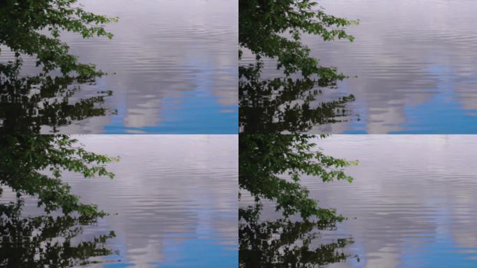 湖面蓝天白云树叶倒影