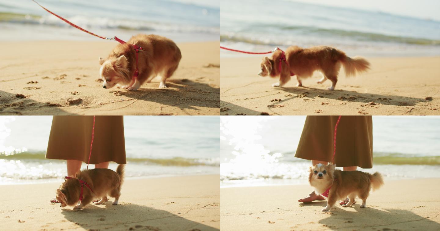 带着可爱的吉娃娃宠物在海滩上散步的女人