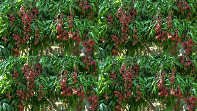 荔枝种植业栽培树上挂满红色果实果蔬丰收