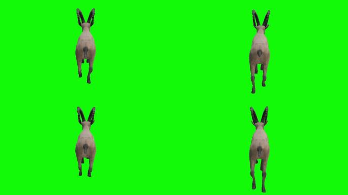 在绿色屏幕上运行ibex。动物、野生动物、游戏、返校、3d动画、短片、电影、卡通、有机、色度键、角色