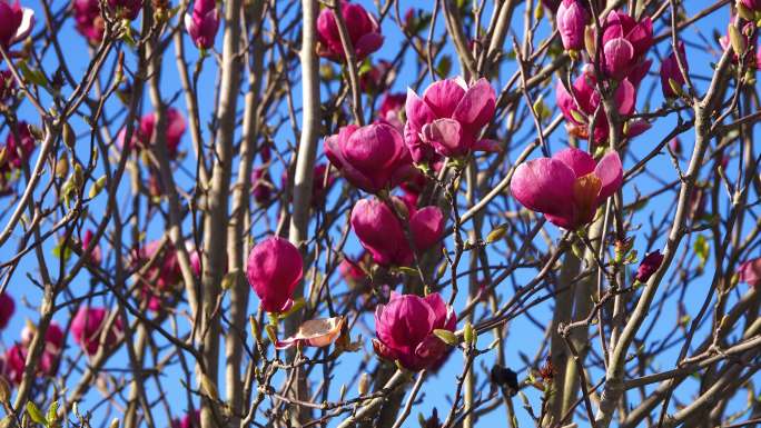春天的粉红木兰木兰花开放春暖花开