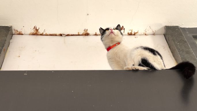 猫坐在屋顶上发呆的