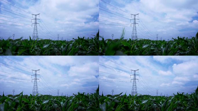 4K玉米地高压线延时拍摄