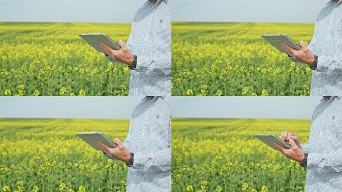 农民用数字平板电脑检查油菜作物。智慧农业。
