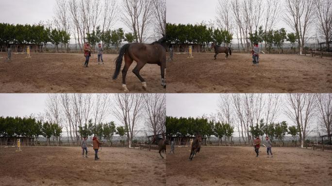 慢动作两位农民驯马师在农场训练她的马