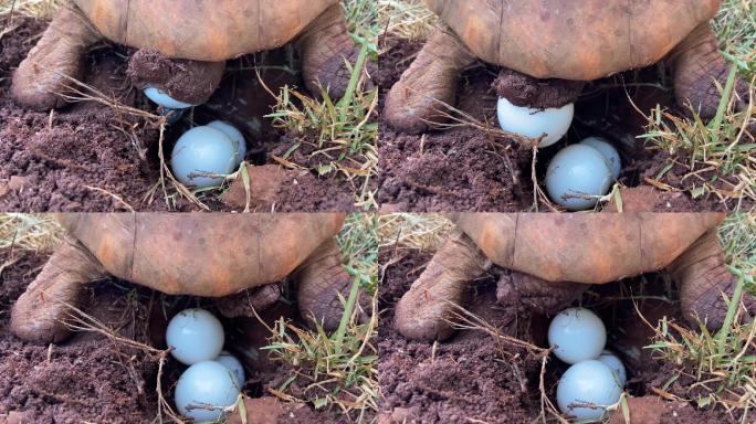 乌龟产卵特写乌龟蛋