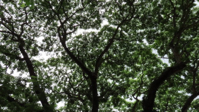 仰望雨树摇曳的树叶大树纳凉好大一棵树