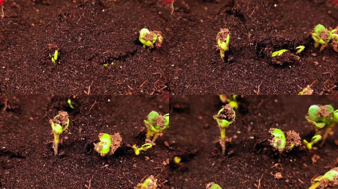 30小时延时摄影记录萝卜种子破土发芽生长