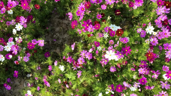 湖边夏季格桑花海航拍合集