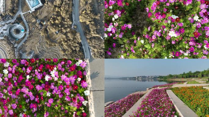 湖边夏季格桑花海航拍合集