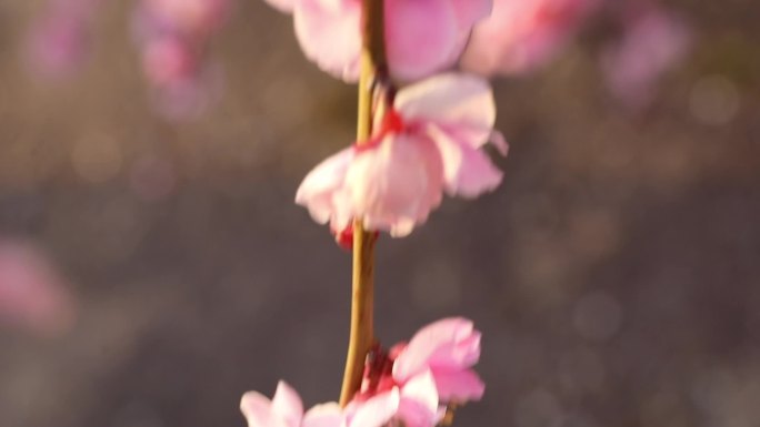 树上鲜艳的粉红色梅花特写