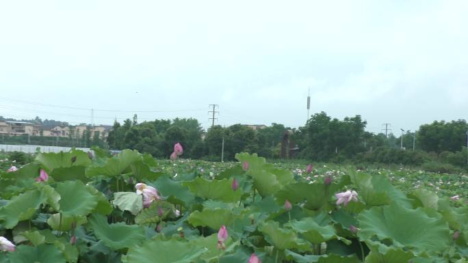 池塘荷花速写