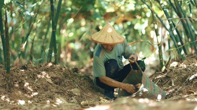 农民挖竹笋竹林