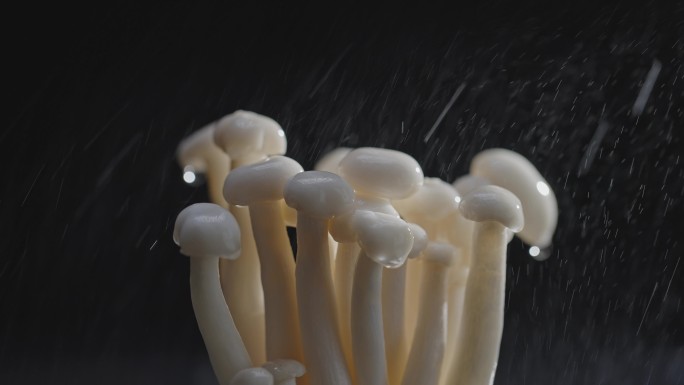 【4K原创】蘑菇食材菌类1