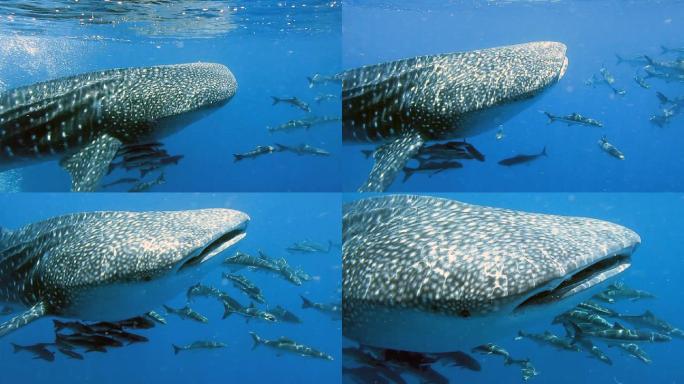 濒危物种中上层鲸鲨（Rhincodon类型）与眼镜蛇（Rachycentron canadum）和人