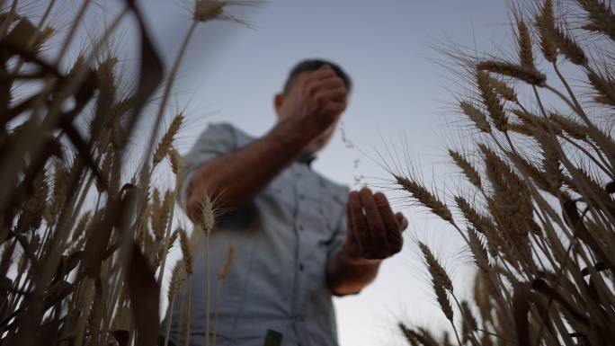 慢动作一个农民的手在麦田里握住麦粒