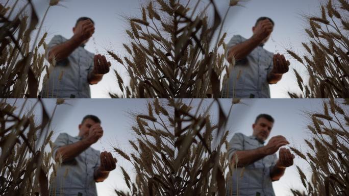 慢动作一个农民的手在麦田里握住麦粒